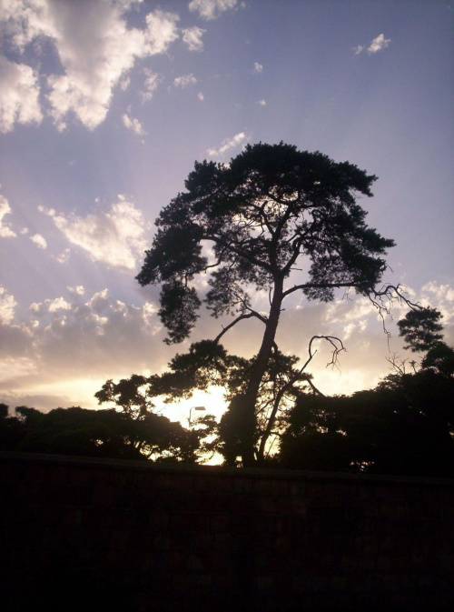 drzewo na tle zachodzącego słońca #rośliny #drzewo #słońce #niebo #chmury
