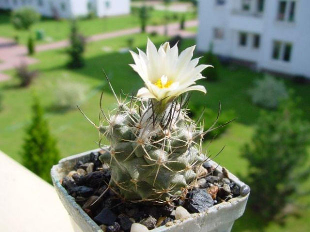 Turbinicarpus sp.