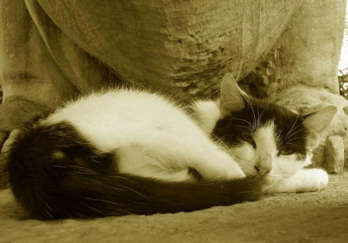 ciekawe co mu się śni... #kot