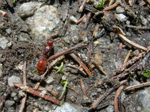mrówa
