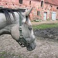 Koniki z Bulinowej chaty :P #konie #bulin #stajnia