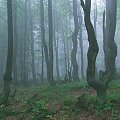 Buki (Beskid Sądecki)