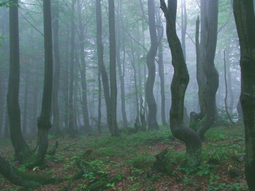 Buki (Beskid Sądecki)