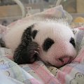 pierwsze dni z życia małej pandy #panda