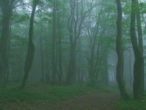 Buki (Beskid Sądecki)