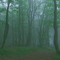 Buki (Beskid Sądecki)