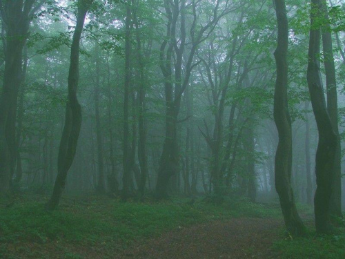 Buki (Beskid Sądecki)