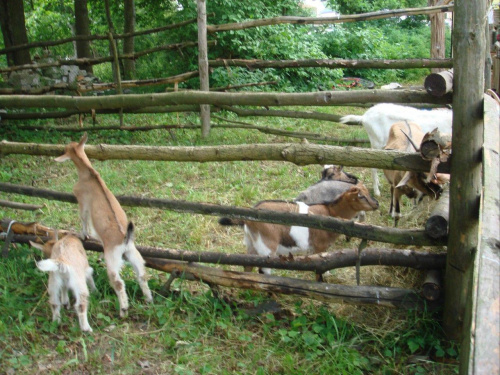 III Zajazd Wysokomazowiecki (9-10.06.07, Ciechanowiec)