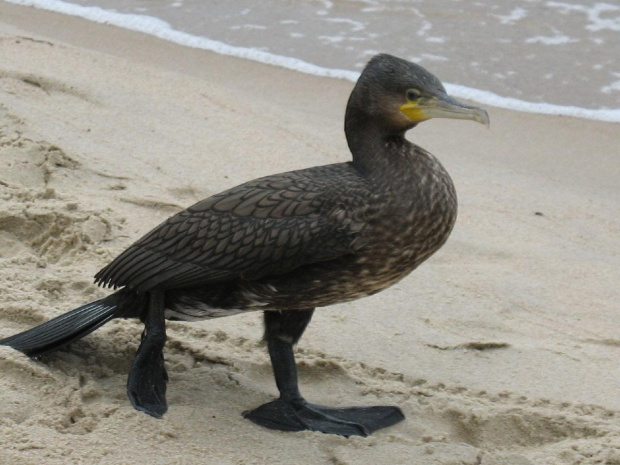 Kormoran na plaży