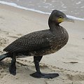 Kormoran na plaży