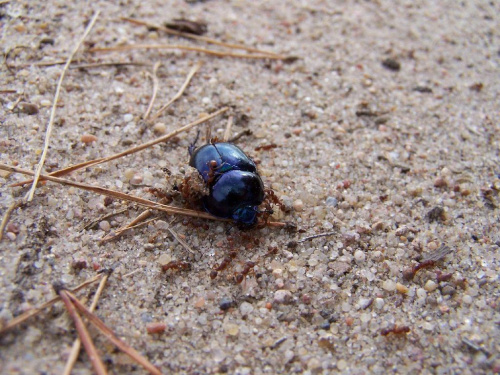 Żuczek konsumowany przez mrówki :/