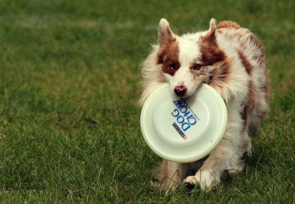DCDC Warszawa, dogfrisbee, DCDC, frisbee #DCDCWarszawa #dogfrisbee #DCDC #frisbee