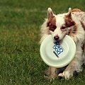 DCDC Warszawa, dogfrisbee, DCDC, frisbee #DCDCWarszawa #dogfrisbee #DCDC #frisbee