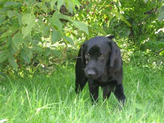 Ostatni dzień wakacji #LabradorPiesMarley