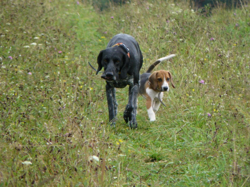 Tupek ze starszym kolegą :) #beagle #szczeniak #pies #psy