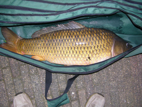 Karp 76cm,9 kg.,złowiony w Holandii na białego robala. #karp #ryba