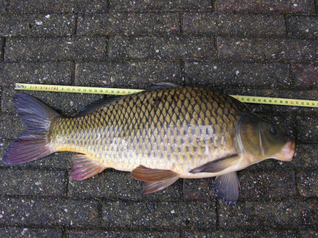 Karp 50cm,Złowiony w Holandii na białego robaka,zanęta na karpia #karp #ryba
