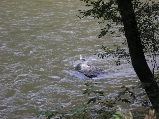 #droga #pienińska #pieniny #góry #urlop #rzeka