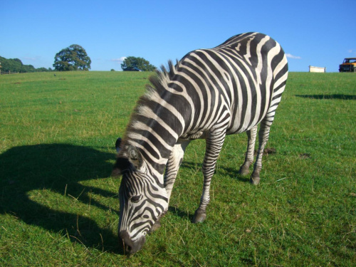 Safari Park #przyroda #zwierzęta