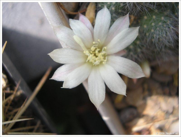 Moje kaktusy-Rebutia albiflora #kaktusy