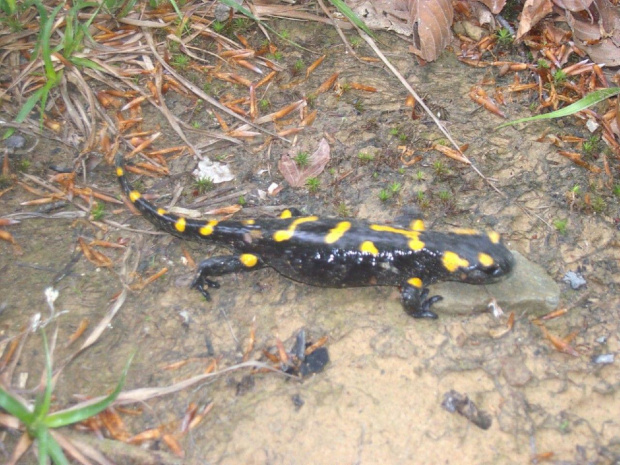 Salamandra...