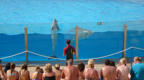 Delfiny w delfinarium #tarragona