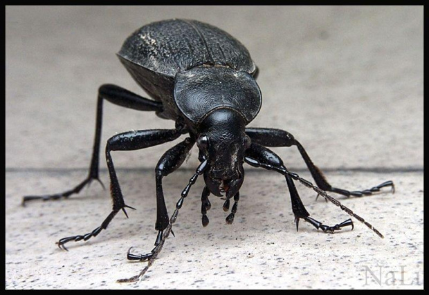 Biegacz skórzasty (Carabus coriaceus)