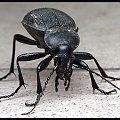 Biegacz skórzasty (Carabus coriaceus)