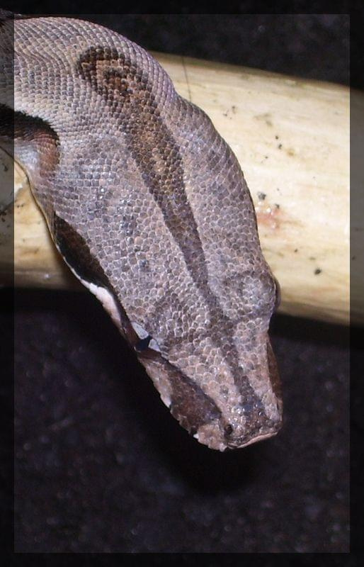 B. constrictor