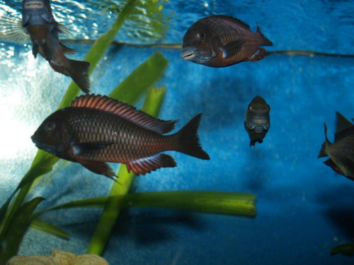 tropheus moliro