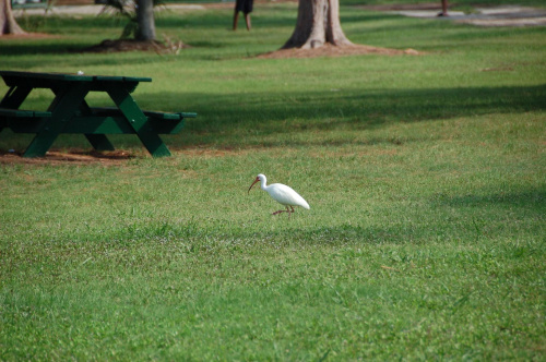 ptak - kłujak, Fort de Soto - Floryda #usa #wycieczka