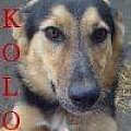 Bezdomny Kolo szuka domu #Kolo