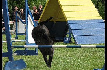 #ZawodyAgilityRadom2007FortCup3Ka