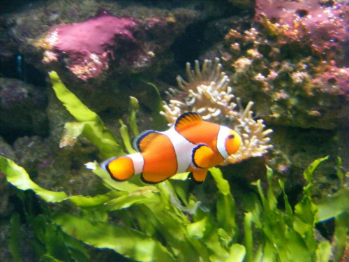 nemo :P