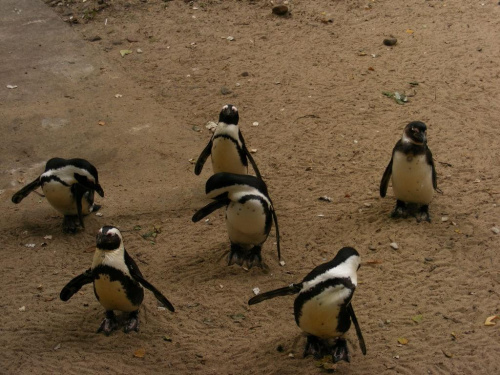 mala armia pingwinia :)