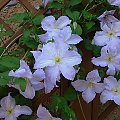 clematis