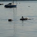 #jezioro #Miedwie #żaglówki #łódki #łabędzie #natura #zwierzęta