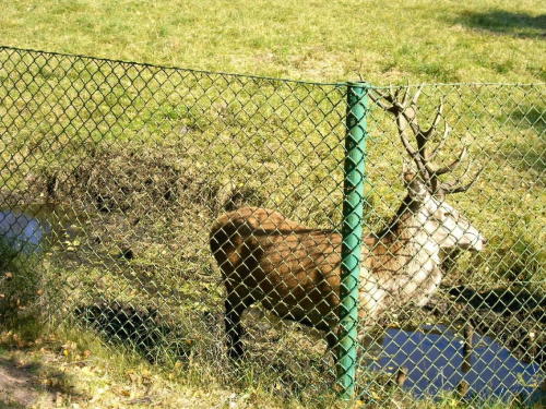 Ten rogacz był przeganiany od stada łań przez innego osobnika, było mi go szkoda.