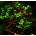 Bonsai II #bonsai