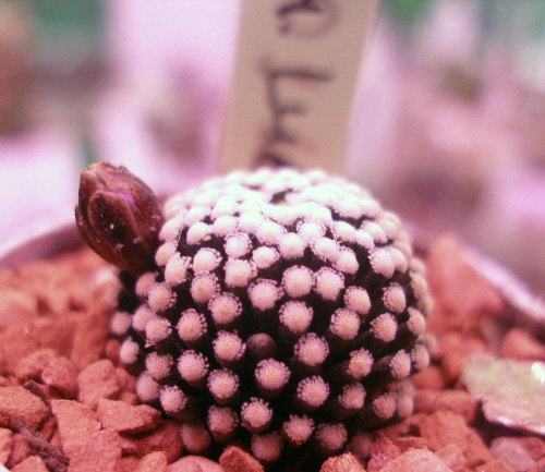 mammillaria lutea z pąkiem 003 #kaktus #kwiat #meksyk #mammillaria #luethyi