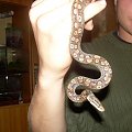 Epicrates cenchria maurus