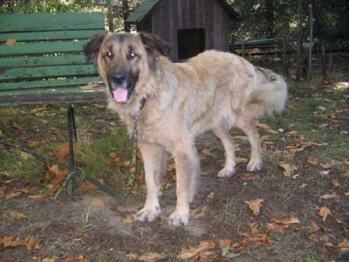 Leonberger, sunia Lenka piękna sunia w typie leonbergera ale strasznie zaniedbana, sama skóra i kości. Po prostu kościotrup. Futerko bardzo brudne.