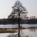 #jezioro #drzewa #łąka #łąki #rozlewisko #wiosna
