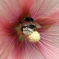 #owady #trzmiel #zwierzęta #kwiaty #kwiat #malwa