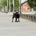 Guadalqavir, Linda i mysza