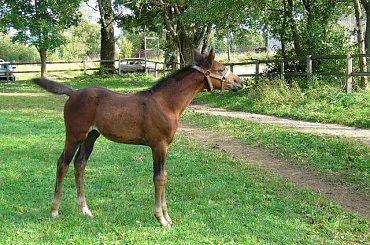 konie źrebak #źrebak #konie #horse #Mała #Łopuszna #stadnina