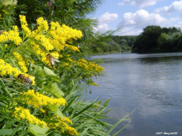 ... w upalny letni dzień ... #lato #pszczoły #rzeka #San
