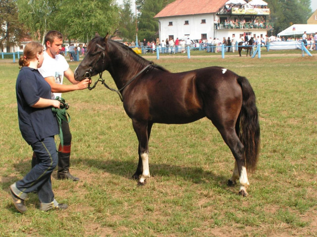 moje koniki