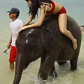 Elephants,Kho Samui #KhoSamui #thailand