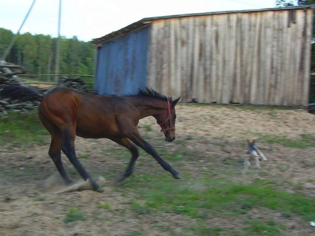 w berka... :)) #Karmi #konie #koń #źrebak #źrebię #pies